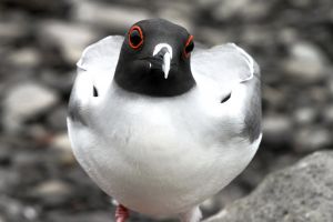 Red Eye Gull.jpg